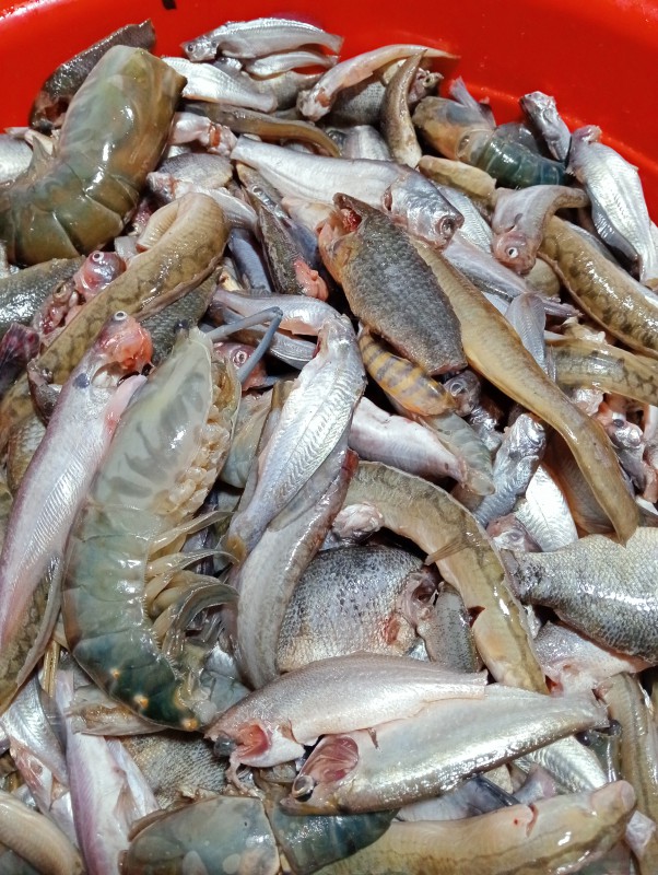 পাচমিশালি